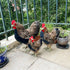 LWINGFLYER Artificial Feather Hen Chicken Statue Ornaments DIY Craft for Home Wedding Easter Decoration Farm Garden