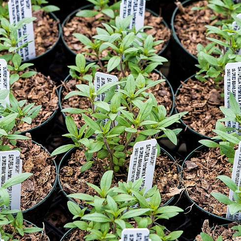 Summer (1 Pack) Seed Needs Savory Seeds for Planting Herbs - Non-GMO Heirloom & Untreated Annual Herb Seed to Plant a