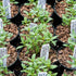 Summer (1 Pack) Seed Needs Savory Seeds for Planting Herbs - Non-GMO Heirloom & Untreated Annual Herb Seed to Plant a