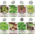 Pack 8 Packets Seed Needs Lettuce Seeds Variety for Planting a Collection of Individual Varieties - Includes Romaine