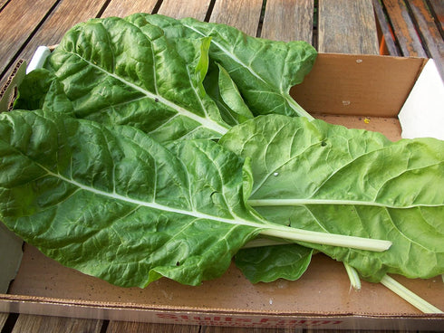 SeedsUP 300+ Seeds Four Season Spinach Viroflay Giant - Vegetable Green