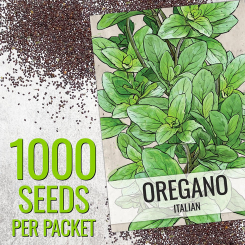 (1 Pack) Seed Needs Oregano Seeds for Planting Italian Herbs - Non-GMO Heirloom & Untreated Culinary Herb Seed - Grow