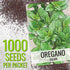 (1 Pack) Seed Needs Oregano Seeds for Planting Italian Herbs - Non-GMO Heirloom & Untreated Culinary Herb Seed - Grow