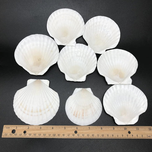 PEPPERLONELY 8 PC Large Great Scallop Sea Shells, Irish Baking Shells, 3 Inch ~ 4 Inch