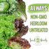 Pack 14 Packets Seed Needs Lettuce Seeds Variety for Planting a Collection of Individual Varieties - Includes Romaine