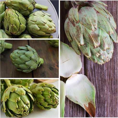 (2 Packs) Seed Needs Artichoke Seeds for Planting Green Globe Artichokes - Non-GMO Heirloom & Untreated - Grow an