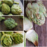 (2 Packs) Seed Needs Artichoke Seeds for Planting Green Globe Artichokes - Non-GMO Heirloom & Untreated - Grow an