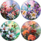 CoasterStone Absorbent Coasters - Hummingbirds in Floral, 4-1/4 Inch, Set of 4