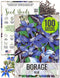 Seed Needs Borage Seeds for Planting Blue Star Flowers - Heirloom Non-GMO