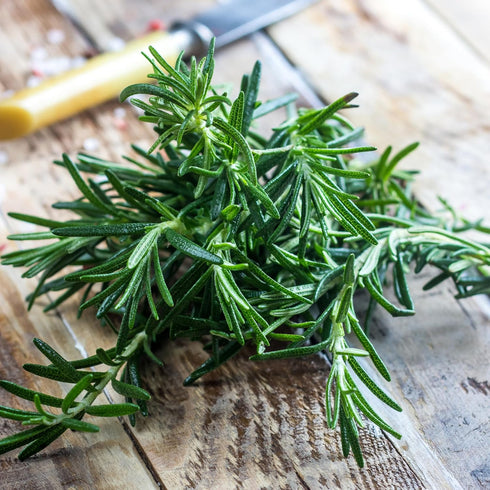 (1 Pack) Seed Needs Rosemary Seeds for Planting - Non-GMO Heirloom & Untreated Perennial Herbs to Plant a Medicinal