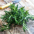 (1 Pack) Seed Needs Rosemary Seeds for Planting - Non-GMO Heirloom & Untreated Perennial Herbs to Plant a Medicinal