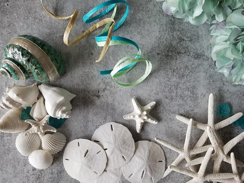 Tumbler Home Sand Dollars and Starfish for Crafts - 3 Real Starfish (4"-6") and 3 Sand Dollars (3"-3.5") in Bulk