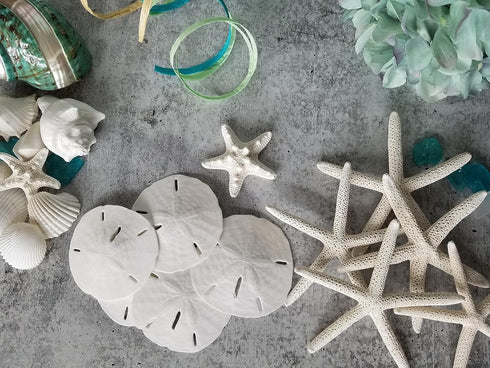 Tumbler Home White Sand Dollars, 10pcs, 3"-3.5" - Wedding Seashell Craft Sandollars