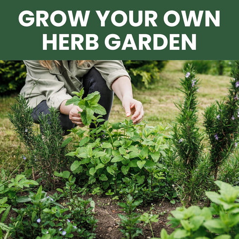 10 Packs 2026 Herb Seeds | Individual | Season | Non-GMO | Mint, Parsley, Basil, Thyme & More! | for Planting Indoor