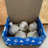 Bulbs, (5) Garlic Seed Large Cloves, Cold Hardy, Bold Flavor