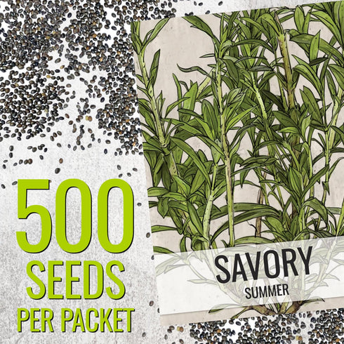 Summer (1 Pack) Seed Needs Savory Seeds for Planting Herbs - Non-GMO Heirloom & Untreated Annual Herb Seed to Plant a