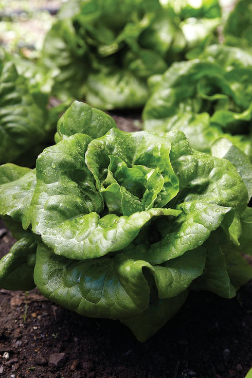 500 Burpee Buttercrunch Lettuce Seeds seeds