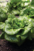500 Burpee Buttercrunch Lettuce Seeds seeds