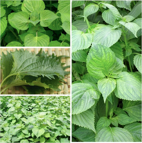 (1 Pack) Seed Needs Shiso Seeds for Planting Green Perilla Herbs - Non-GMO Heirloom & Untreated Annual Herb Seed