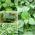(1 Pack) Seed Needs Shiso Seeds for Planting Green Perilla Herbs - Non-GMO Heirloom & Untreated Annual Herb Seed