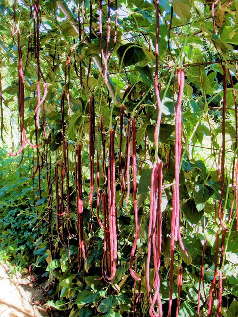 5 30+ Count 2026 TomorrowSeeds - Colors Mix Yard Long Bean Seeds - - for Planting Purple Green Red Pink White Rainbow