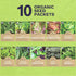 Pack 10 Packs 2026 Organic Lettuce & Greens Seeds Variety - Individual - Season - Buttercrunch, Arugula, Romaine, Kale