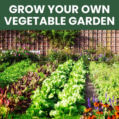 35 Packets Pack 2026 Packed Vegetable Seed | Survival Variety | Season | Individually Vegetables, Herbs and Fruits |
