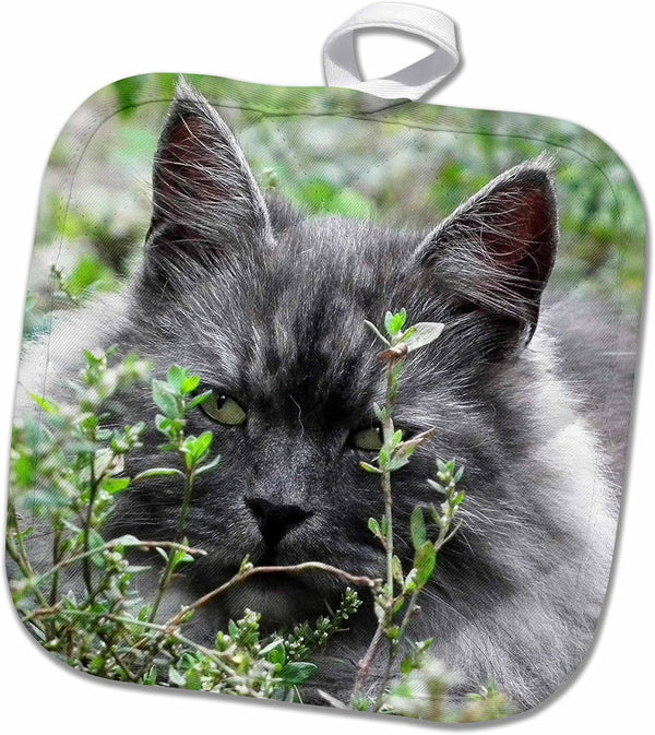 3D Rose Cute Grey Domestic Cat Pot Holder, 8 x 8