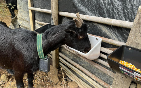 2 Pack, 5.5 Chicken Feeder Waterer, Goat Feeder - Quart, for Goats Chickens Duck Sheeple Dogs Piglets Deers Gooses