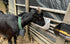 2 Pack, 5.5 Chicken Feeder Waterer, Goat Feeder - Quart, for Goats Chickens Duck Sheeple Dogs Piglets Deers Gooses