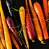 Purely Organic Products LLC 500 Organic Carrot Seeds (Rainbow Blend) - Approx Seeds - USDA Organic, Non-GMO, Open