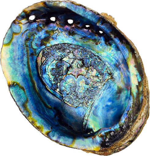 Hand Selected Abalone Shell - 6 Inches or Larger, Perfect for Incense and Trinkets