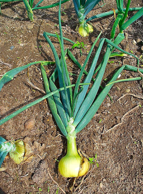 1015Y 200+ Count 2026 TomorrowSeeds - Texas SuperSweet Onion Seeds - - for Planting Official Texas State Vegetable