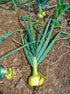 1015Y 200+ Count 2026 TomorrowSeeds - Texas SuperSweet Onion Seeds - - for Planting Official Texas State Vegetable