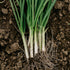 Purely Organic Products LLC 200 Organic Onion Seeds (Bunching Evergreen) - Approx Seeds - USDA Organic, Non-GMO, Open