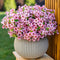 Artificial Flowers for Outdoors, 16 Bundles Faux Boxwood Greenery, No Fade Plastic Shrubs for Home Garden Decor (Pink)