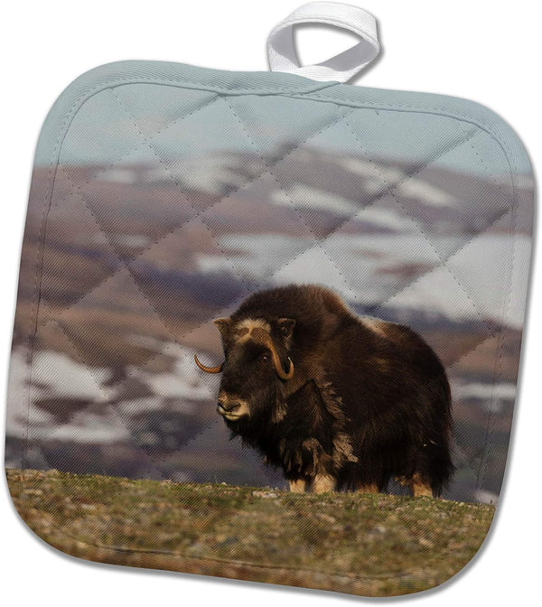 3dRose Pot Holder, Musk Ox, Arctic Tundra Design