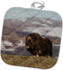 3dRose Pot Holder, Musk Ox, Arctic Tundra Design
