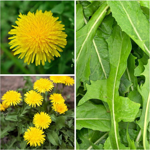 (1 Pack) Seed Needs Dandelion Seeds for Planting Taraxacum officinale - Non-GMO Heirloom & Untreated Perennial Herbs