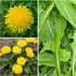 (1 Pack) Seed Needs Dandelion Seeds for Planting Taraxacum officinale - Non-GMO Heirloom & Untreated Perennial Herbs