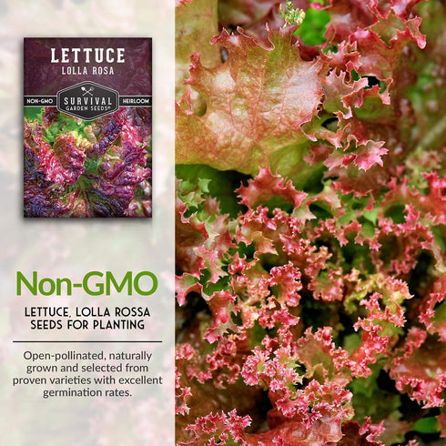 (1 Pack) Lolla Rossa Lettuce Seeds for Planting - Red Leaf Lettuce Seeds for Garden Growing, Heat Tolerant