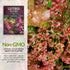 (1 Pack) Lolla Rossa Lettuce Seeds for Planting - Red Leaf Lettuce Seeds for Garden Growing, Heat Tolerant