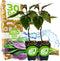 Okinawa Spinach - Gynura crepioides - Wellspring Garden Starter Plant - Easy