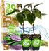 Okinawa Spinach - Gynura crepioides - Wellspring Garden Starter Plant - Easy
