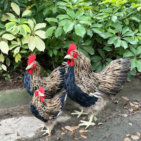 LWINGFLYER Artificial Feather Hen Chicken Statue Ornaments DIY Craft for Home Wedding Easter Decoration Farm Garden