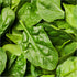 250 (1 Pack) Seed Needs, Giant Noble Spinach Seeds - Heirloom Seeds for Planting Spinacia oleracea - Make Your Own
