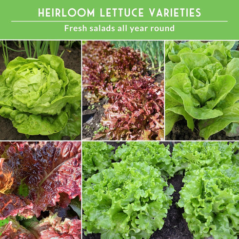 10 Lettuce Seeds for Planting | Heirloom Lettuces Buttercrunch, Romaine, Iceberg, Oakleaf, Simpson, Salad Bowl, Lolla