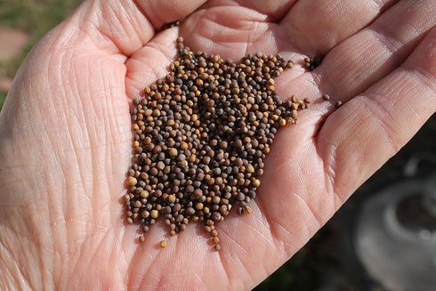 500 Kale Blue Scotch Curled Seeds - Non GMO - Heirloom - Open Pollinated