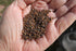500 Kale Blue Scotch Curled Seeds - Non GMO - Heirloom - Open Pollinated
