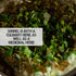 (2 Packs) Seed Needs Large Leaf Sorrel Seeds for Planting - Heirloom Non-GMO & Untreated Medicinal or Culinary Herb